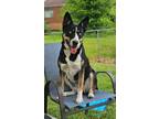 Adopt Spook a Black - with Tan, Yellow or Fawn Husky / Border Collie / Mixed dog