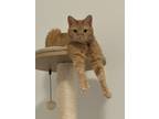 Adopt Nala a Orange or Red Tabby Domestic Shorthair / Mixed (short coat) cat in