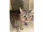 Adopt Danbury a Domestic Shorthair / Mixed (short coat) cat in Madison