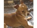 Adopt Will a Brown/Chocolate Chiweenie / Mixed dog in Pt orange, FL (41498317)