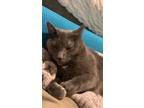Adopt Shadow a Gray or Blue Domestic Shorthair / Mixed (short coat) cat in