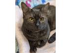 Adopt Minky a Gray, Blue or Silver Tabby American Shorthair (short coat) cat in