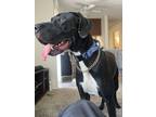 Adopt Tobias a Black - with White Great Dane / Mixed dog in San Diego