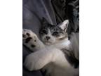 Adopt Olivia a Brown Tabby American Shorthair / Mixed (short coat) cat in
