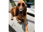 Adopt Knox a Red/Golden/Orange/Chestnut Bloodhound / Mixed dog in Winter Garden