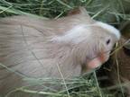 Adopt PORKCHOP a Guinea Pig (medium coat) small animal in Tustin, CA (41497714)