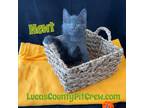 Adopt Newt a Gray or Blue Domestic Mediumhair (medium coat) cat in Toledo