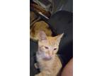 Adopt Rory a Orange or Red American Shorthair / Mixed (short coat) cat in