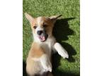 Adopt Rose a Red/Golden/Orange/Chestnut - with White Corgi / Mixed dog in San