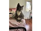Adopt Riley a Gray or Blue Domestic Mediumhair / Mixed (medium coat) cat in