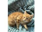 Adopt Martin a Orange or Red Maine Coon (medium coat) cat in West Bloomfield