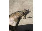 Adopt Max a Brown Tabby Domestic Shorthair / Mixed (short coat) cat in Fort
