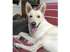 Adopt Ripley a White German Shepherd Dog / Mixed dog in Hoffman Estates