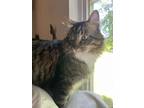 Adopt Moose a Tiger Striped Maine Coon / Mixed (long coat) cat in Wentzville