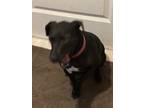Adopt Daisy Mae a Black Jack Russell Terrier / Mixed dog in Zephyrhills