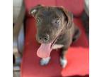 Adopt Reese a Brown/Chocolate - with White Labrador Retriever / Mixed dog in
