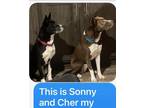 Adopt Sonny and Cher a Red/Golden/Orange/Chestnut - with White Siberian Husky /