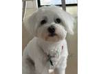 Adopt Willow a White Coton de Tulear / Mixed dog in Woodland, WA (41498141)