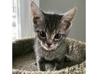 Adopt Glory a Tan or Fawn Tabby Domestic Mediumhair cat in Knoxville