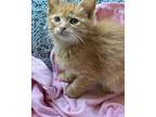 Adopt Alexis a Orange or Red Maine Coon (medium coat) cat in West Bloomfield