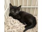 Adopt Luna a All Black Maine Coon (medium coat) cat in West Bloomfield