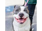 Adopt Cabbage a American Pit Bull Terrier / Mixed dog in Oakland, CA (41496955)