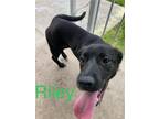 Adopt Rikey a Black Labrador Retriever / Mixed dog in Washington, PA (41498139)
