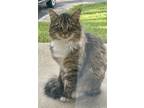 Adopt Atlas a Brown Tabby Domestic Mediumhair / Mixed (medium coat) cat in