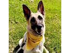 Adopt Venus a Tan/Yellow/Fawn - with Black German Shepherd Dog / Mixed dog in