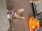 Adopt Caramel (178) a Orange or Red Tabby Domestic Shorthair (short coat) cat in