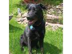 Adopt Bo a Black German Shepherd Dog / Labrador Retriever / Mixed dog in