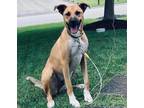 Adopt Dublin a Tan/Yellow/Fawn - with White Boxer / Mixed dog in Washington