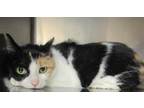 Adopt Alley a Domestic Shorthair / Mixed cat in Raleigh, NC (41497586)