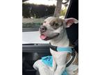 Adopt Primo a White - with Brown or Chocolate American Pit Bull Terrier / Mixed