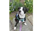 Adopt Chipotle a Black - with White Pit Bull Terrier / Mixed dog in Peace Dale