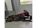 Adopt Libi a Pit Bull Terrier
