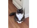 Adopt Hanhan a Brown or Chocolate (Mostly) Ragdoll / Mixed (long coat) cat in