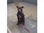 Adopt JADE a American Staffordshire Terrier, Mixed Breed