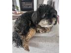 Adopt Cocoa a Black - with Tan, Yellow or Fawn Shih Poo / Mixed dog in