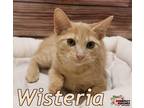 Adopt Wisteria a Domestic Shorthair / Mixed (short coat) cat in Douglasville