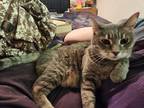 Adopt Scout a Gray, Blue or Silver Tabby Domestic Shorthair / Mixed (short coat)