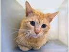 Adopt a Orange or Red Domestic Shorthair cat in Wildomar, CA (41497932)