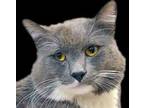 Adopt a Gray or Blue Domestic Shorthair cat in Wildomar, CA (41497931)