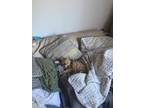 Adopt Maui a Orange or Red Tabby / Mixed (medium coat) cat in Thousand Oaks