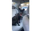Adopt Java a Black - with White Mastiff / American Pit Bull Terrier / Mixed dog