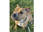 Adopt RUBY a American Staffordshire Terrier