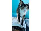 Adopt Penny a Calico or Dilute Calico American Shorthair / Mixed (short coat)