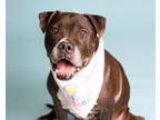 Adopt HEATHERLEE a Boxer, American Staffordshire Terrier