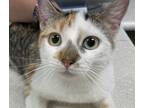 Adopt Mimi a Domestic Shorthair / Mixed (short coat) cat in Houston