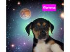 Adopt Gamma a Tricolor (Tan/Brown & Black & White) Hound (Unknown Type) / Mixed